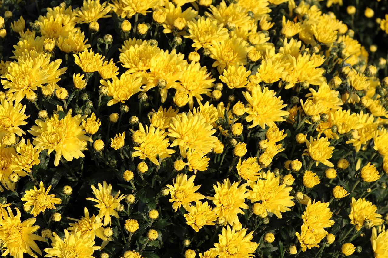 yellow chrysanthemums  chrysanthemum  bloom free photo