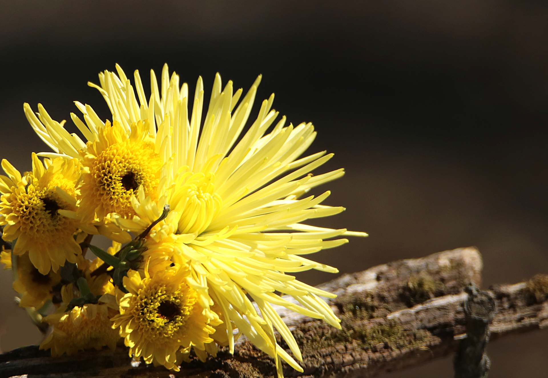 nature flowers flora free photo