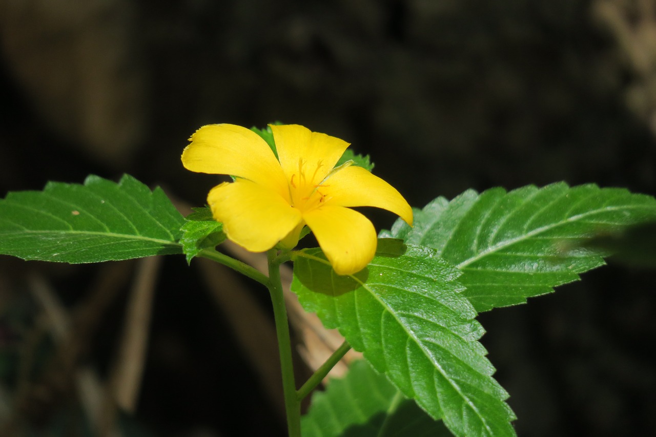 yellow clock  plant  yellow free photo