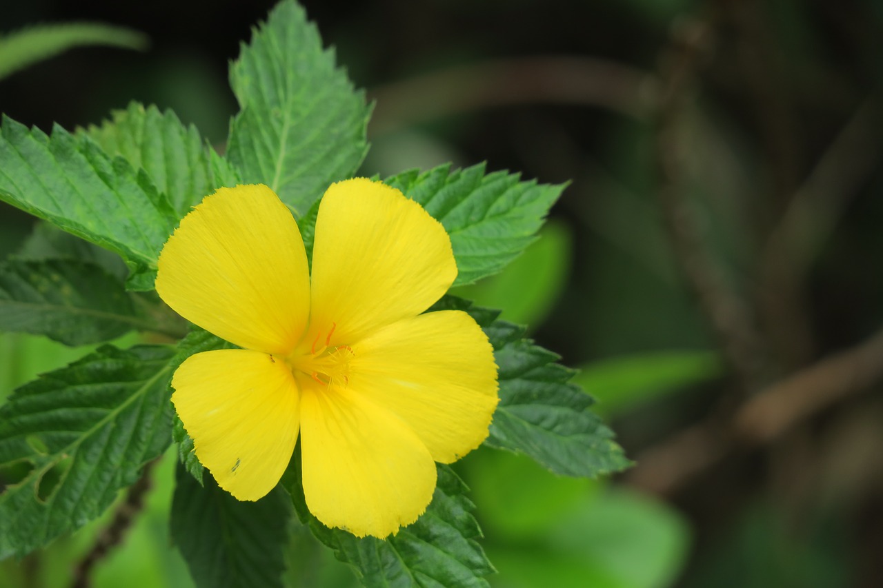 yellow clock flower  nature  plant free photo