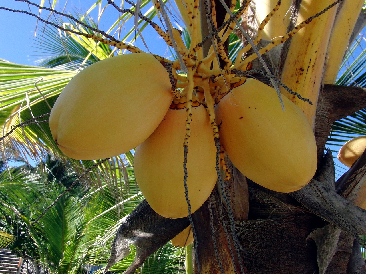 yellow coconuts palma coconuts free photo