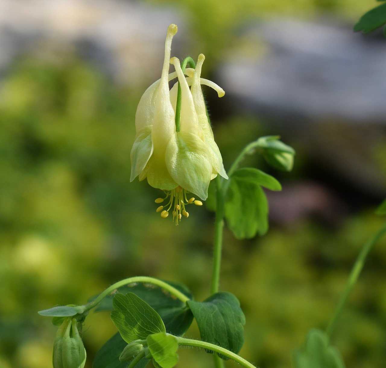 yellow columbine columbine newly-opened free photo