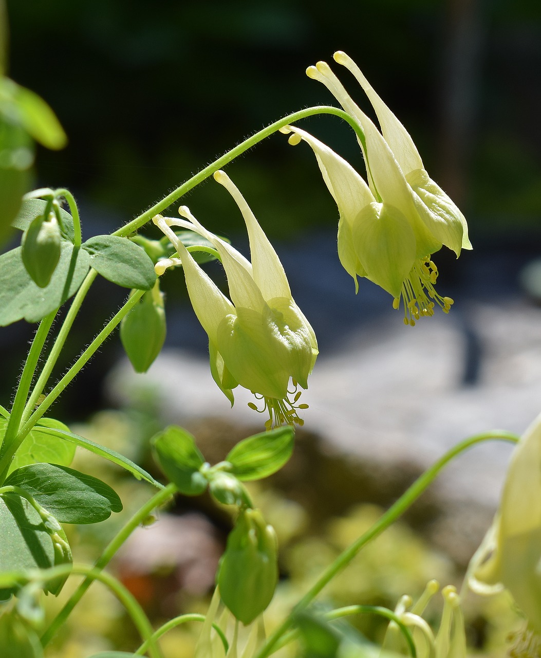 yellow columbine columbine newly-opened free photo