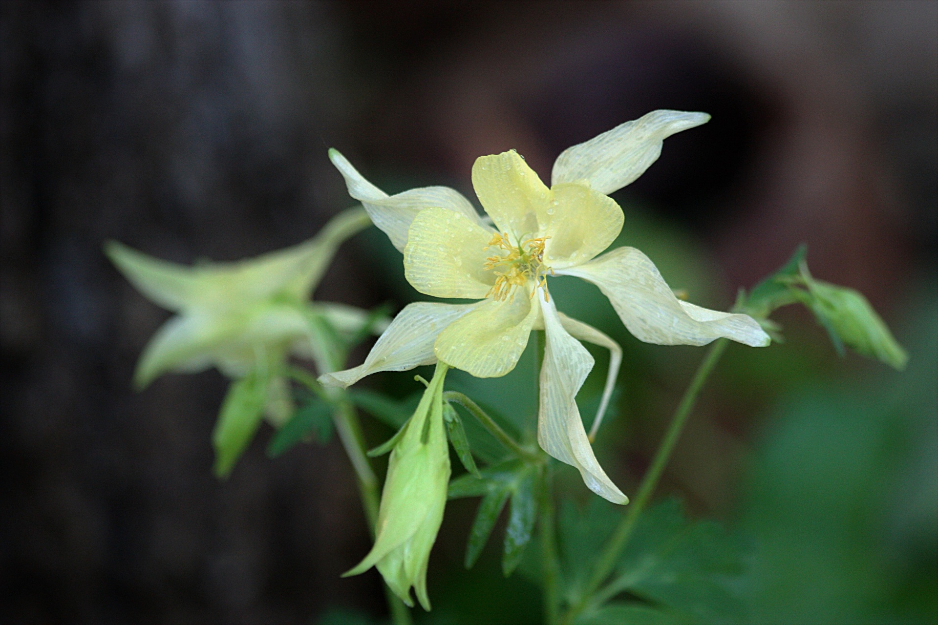 nature plants flowers free photo