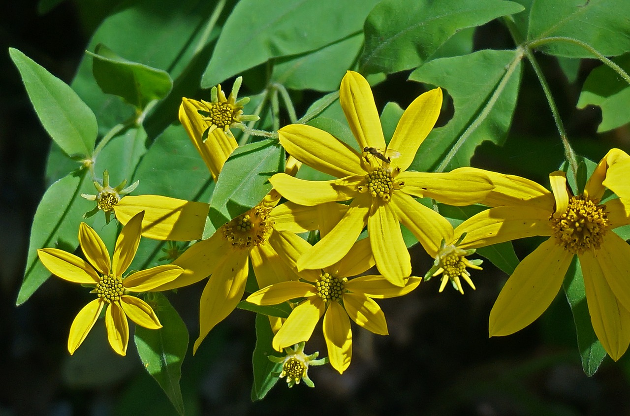 yellow composite wildflower tennessee free photo