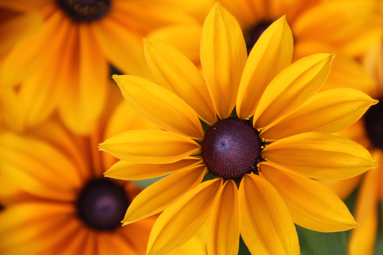 yellow coneflower rudbeckia fulgida summer flower free photo