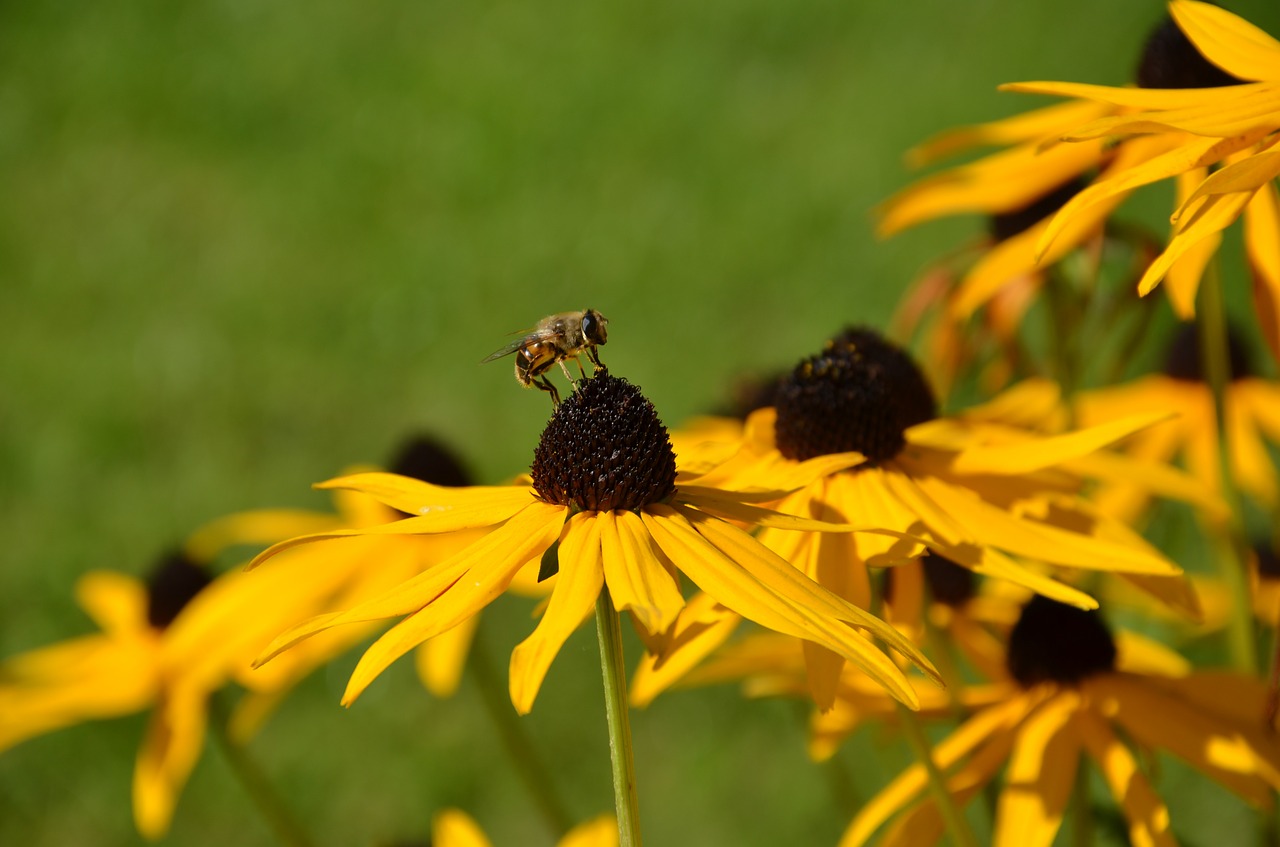 yellow coneflower echinacea bee free photo