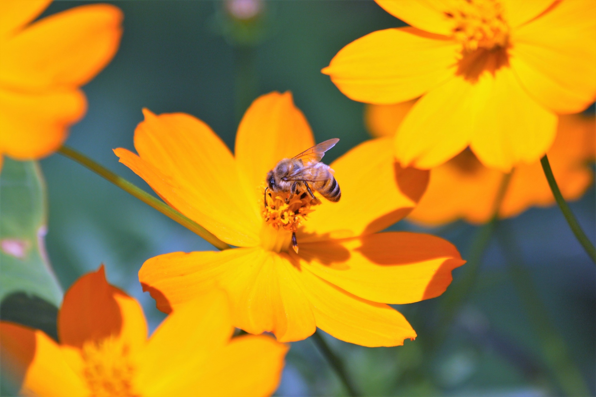 nature plants flowers free photo