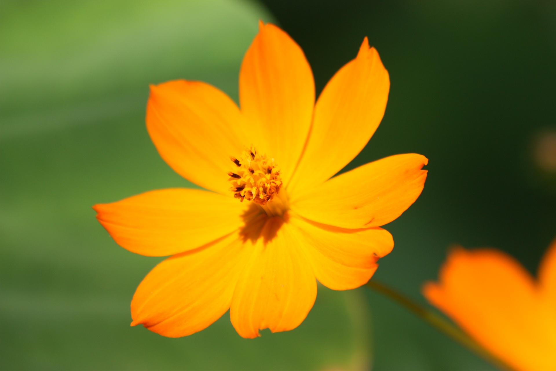 nature flowers coreopsis free photo