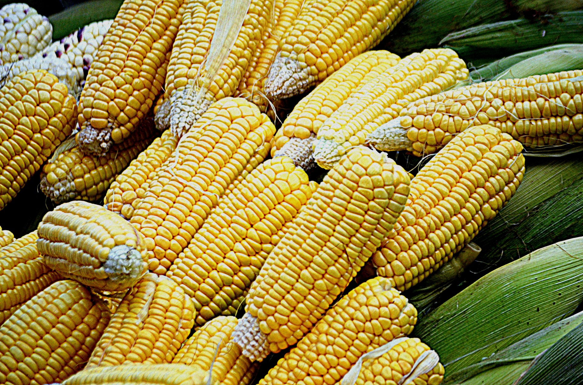 food corn maize free photo