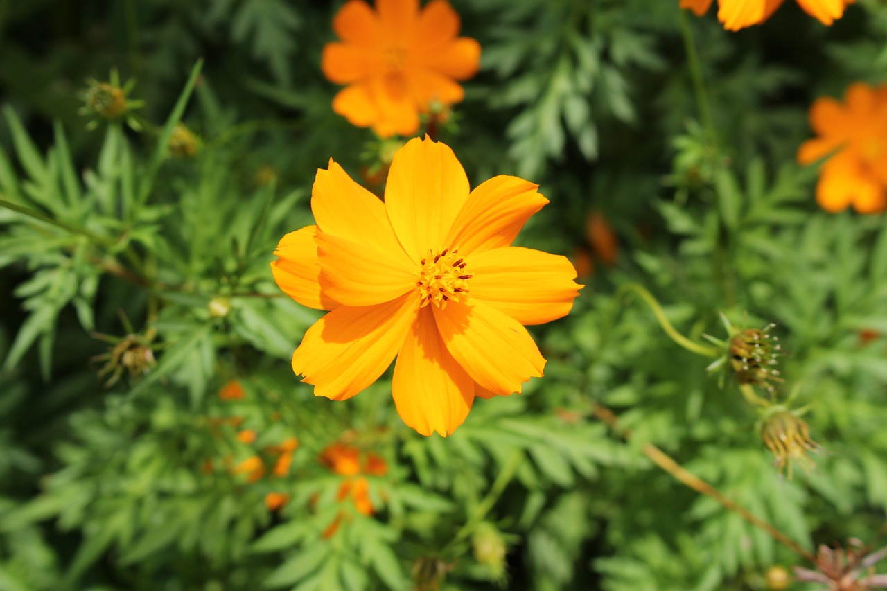 yellow cosmos flower yellow free photo