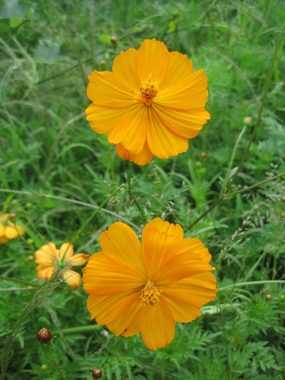 yellow cosmos flowers cosmos free photo