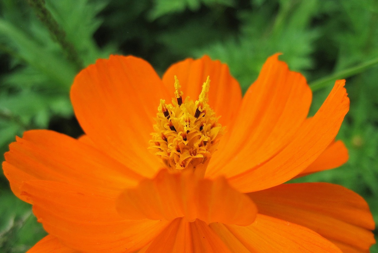 yellow cosmos flower cosmos free photo