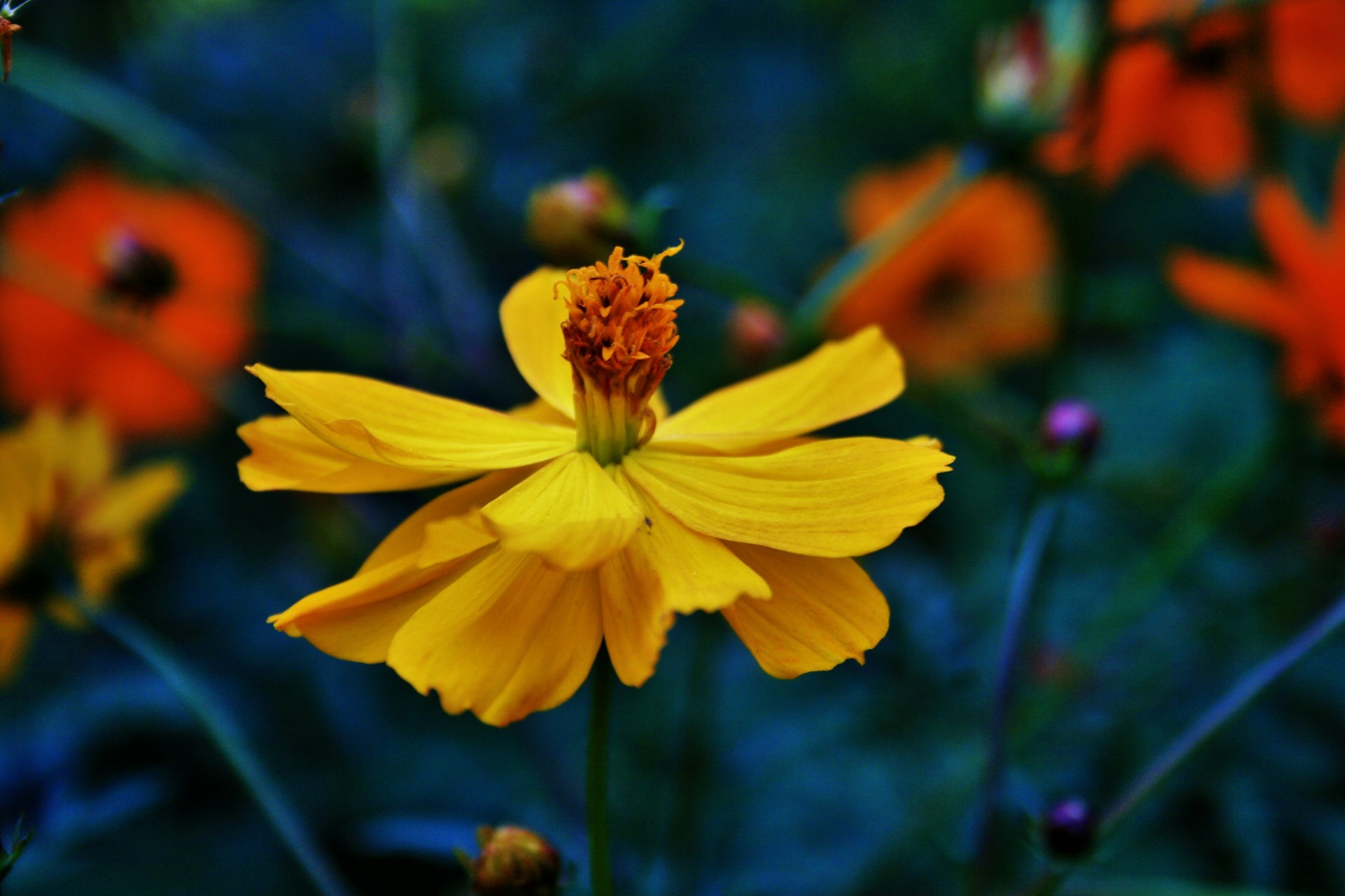 flower cosmos yellow bright free photo