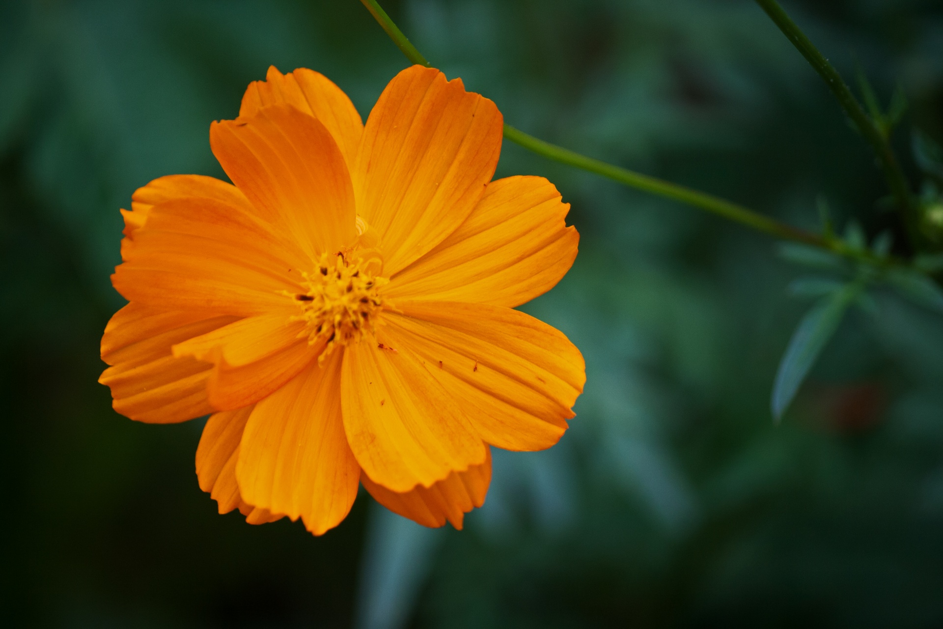 flower floral cosmos free photo