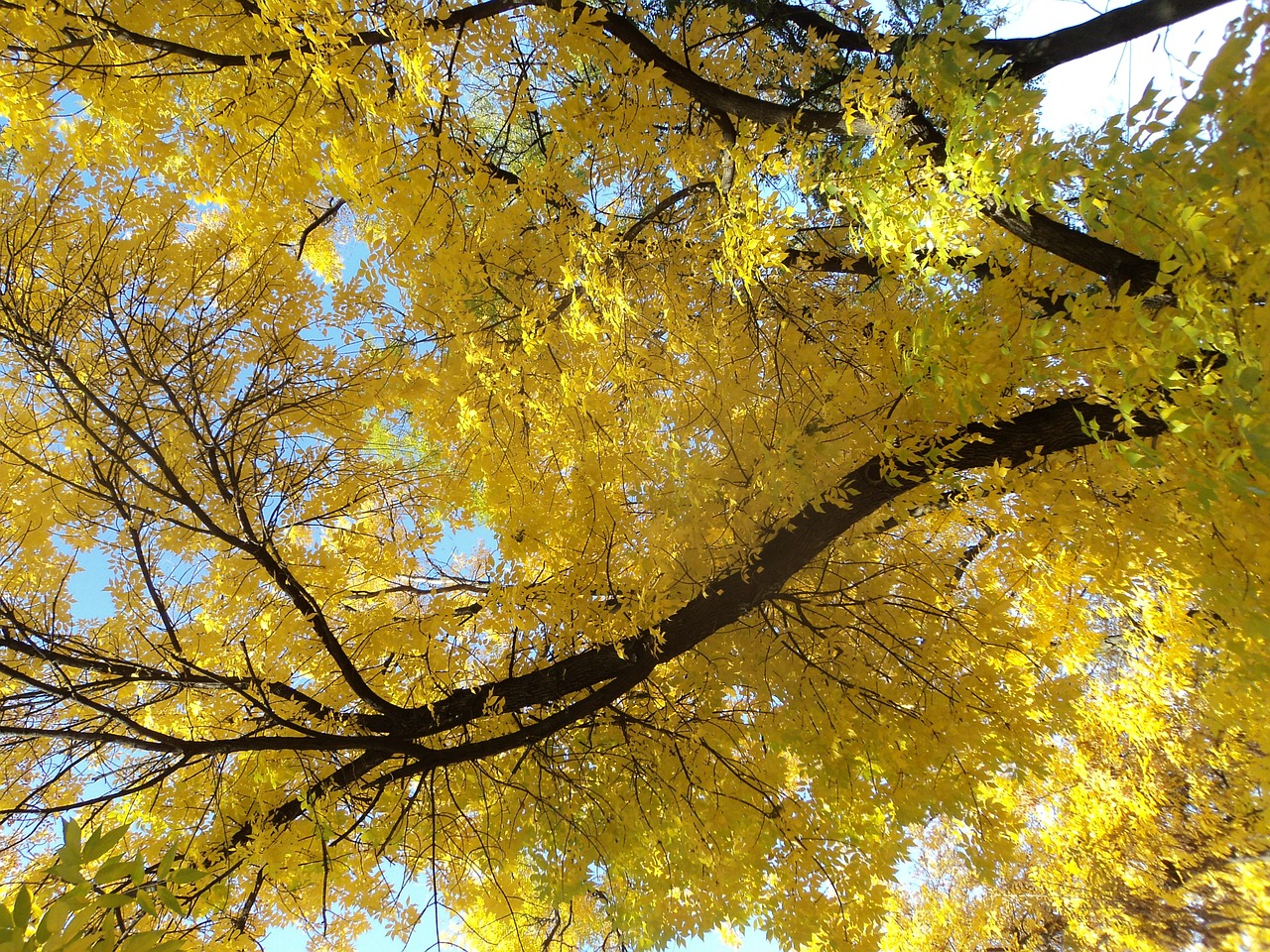 yellow crown ash autumn free photo