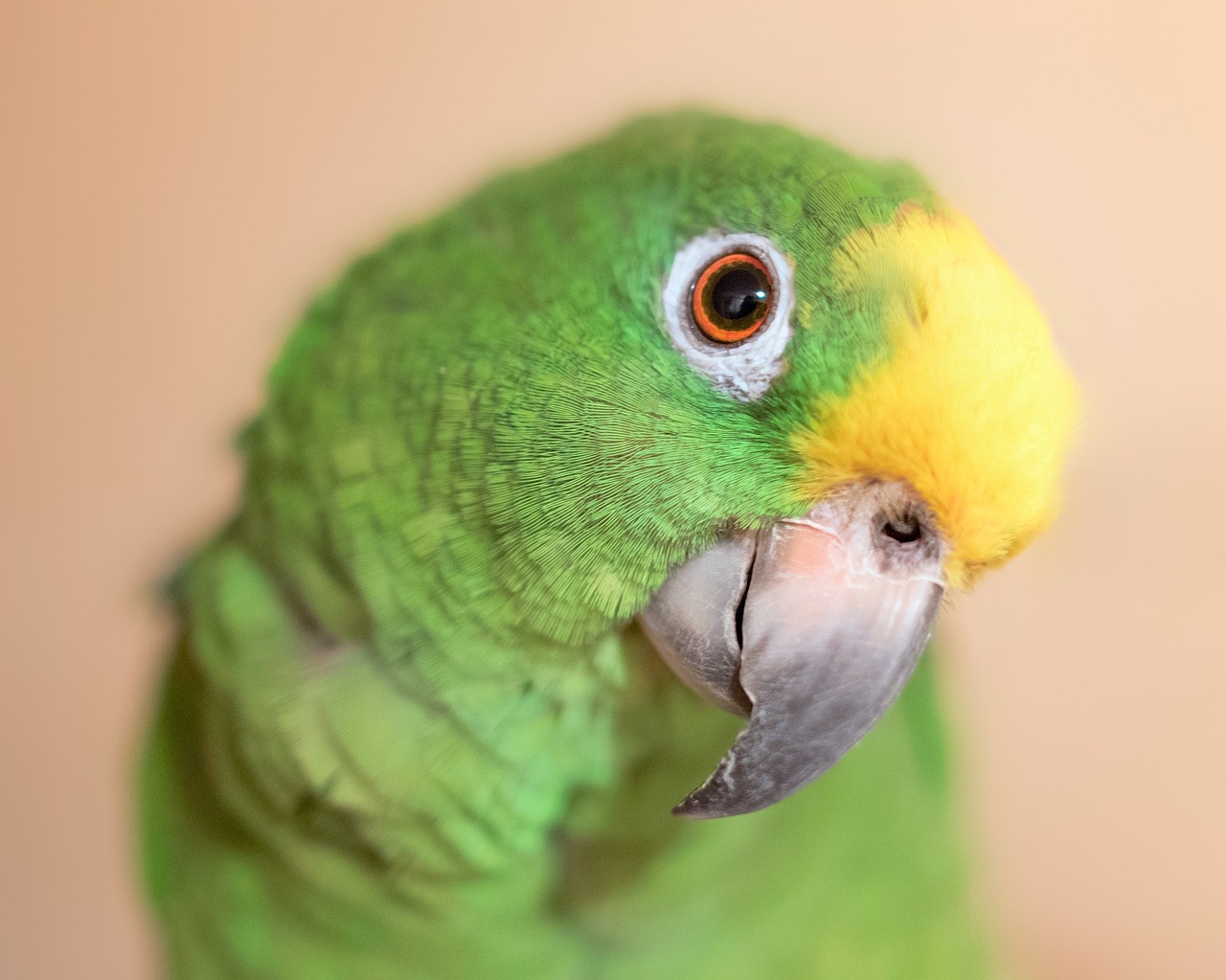 yellow crown amazon parrot bird free photo