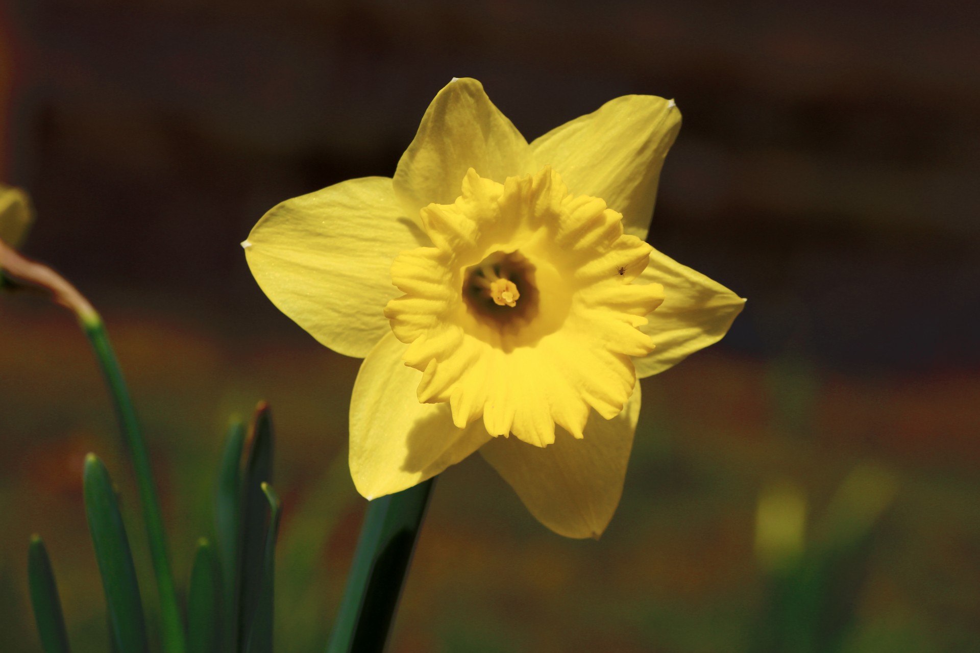 flower daffodil yellow free photo