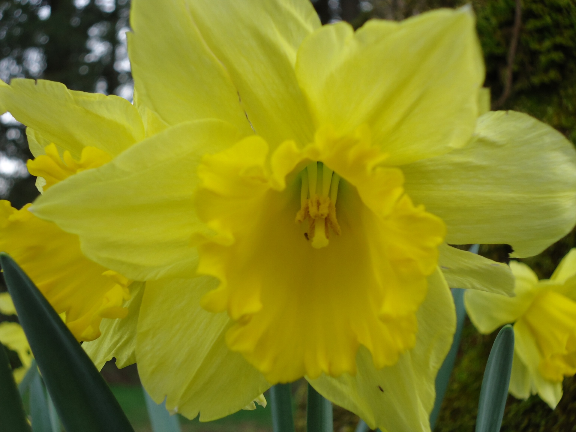 daffodil yellow flower free photo