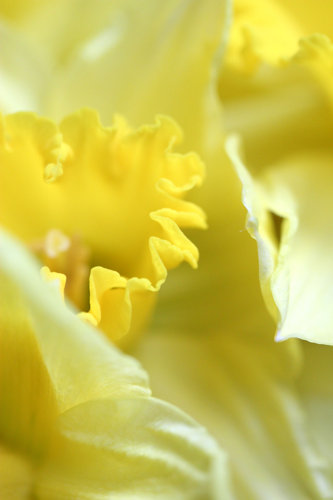 daffodil flower easter free photo