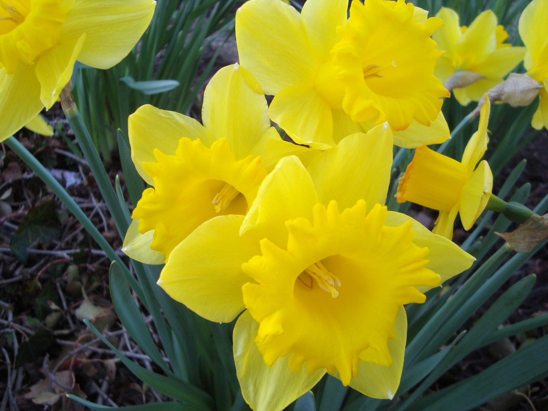yellow daffodils springtime free photo