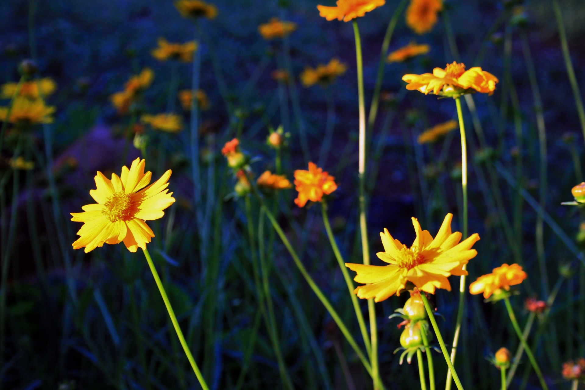 garden flowers yellow free photo