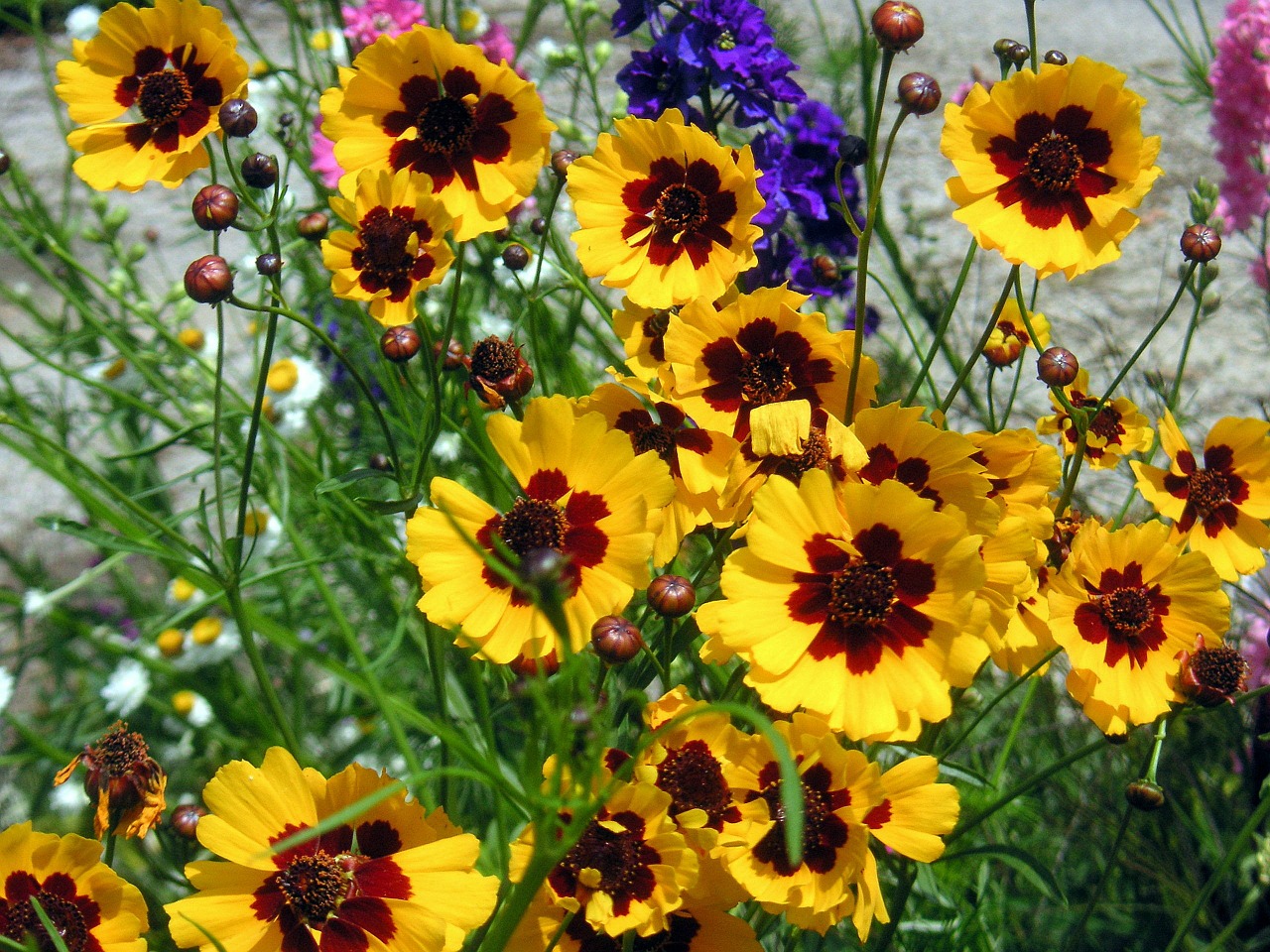 yellow daisies flowers summer flowers free photo