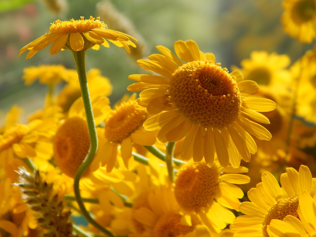 yellow daisies macro flowers free photo