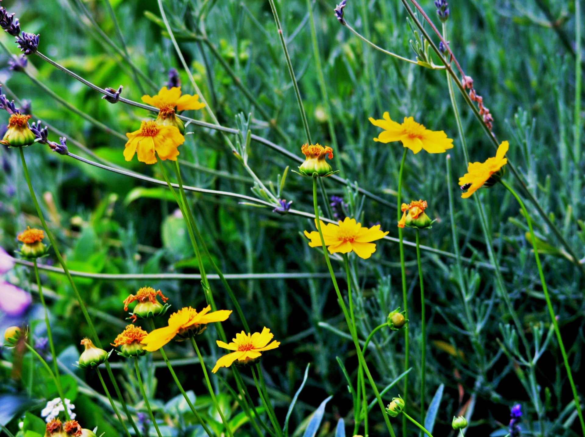 flowers daisies yellow free photo