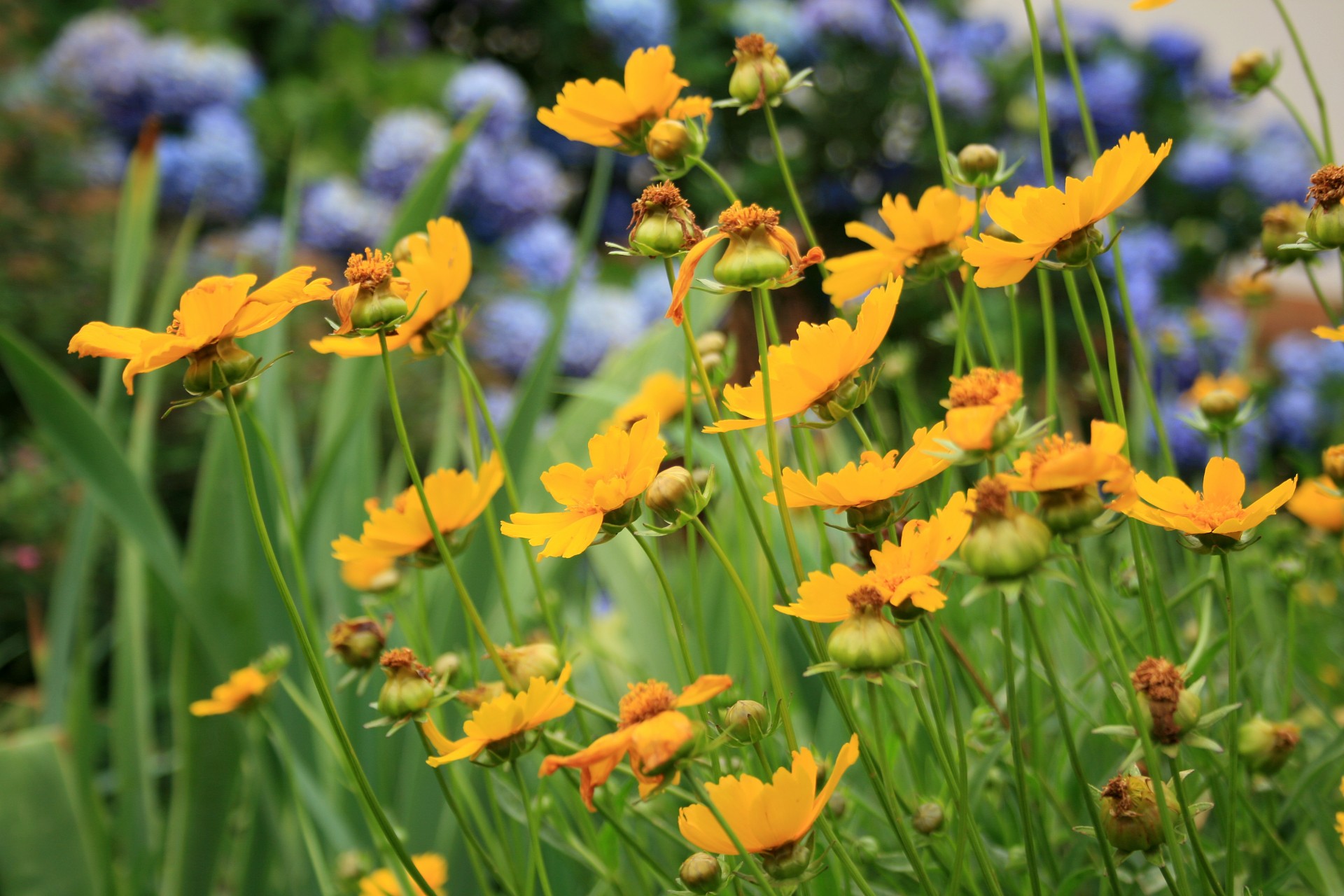 flowers yellow bright free photo