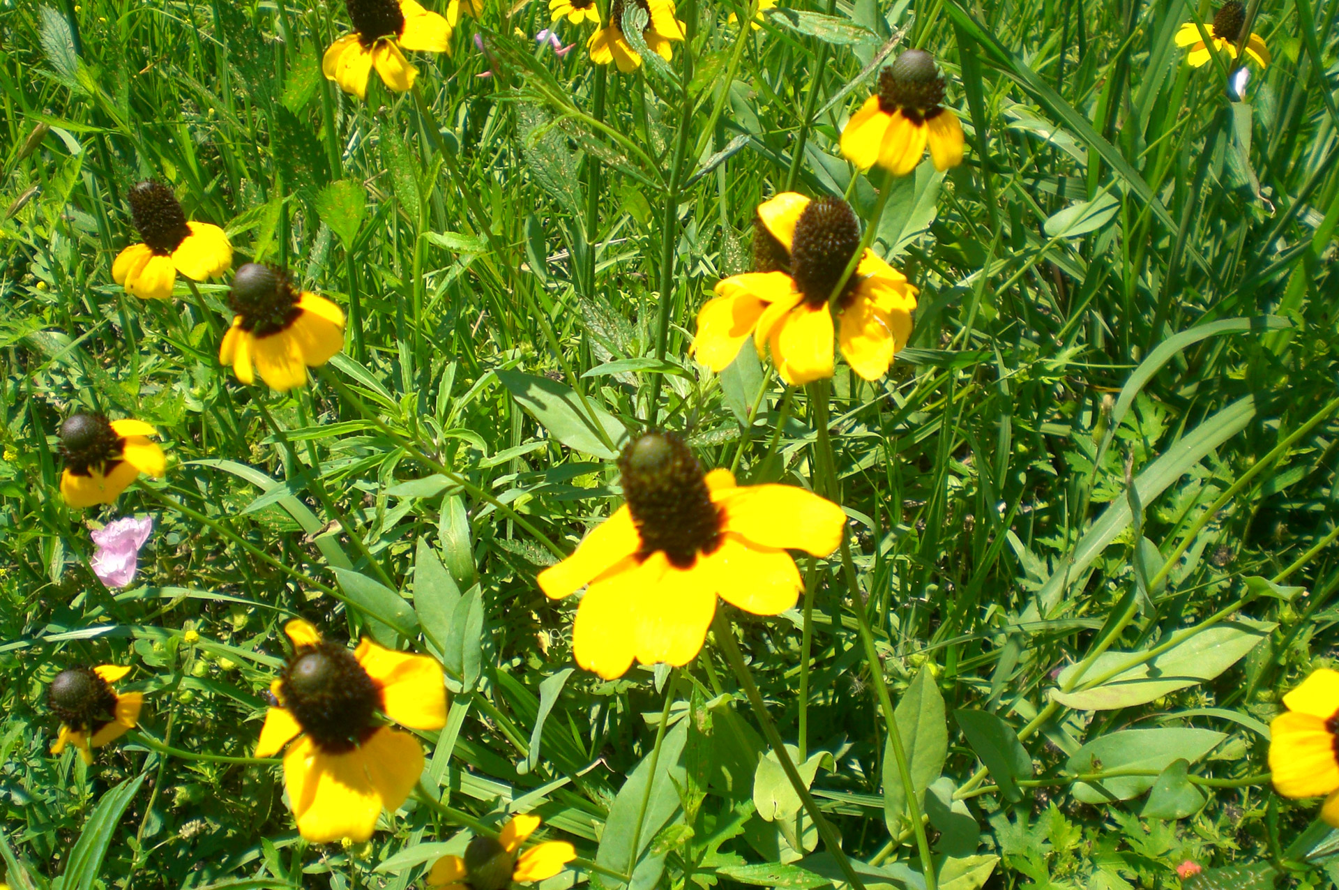 daisy wildflower flower free photo