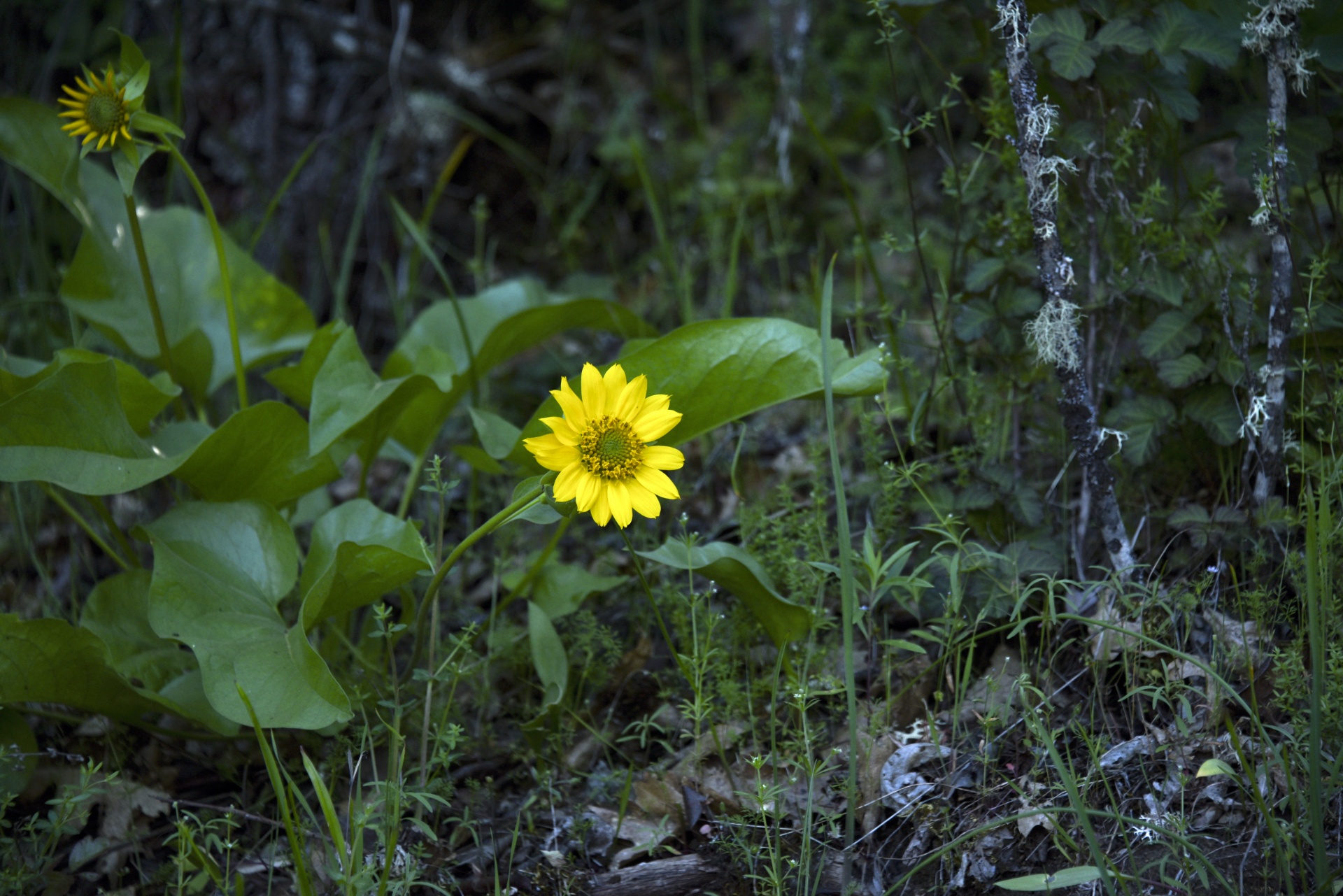 yellow flower dark free photo