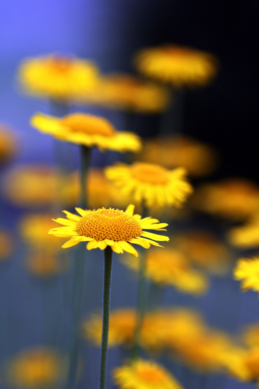 yellow daisy flower summer free photo