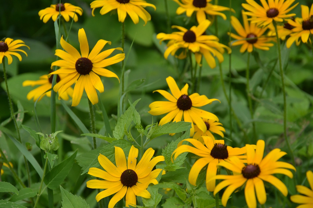 yellow daisy daisy wild flower free photo