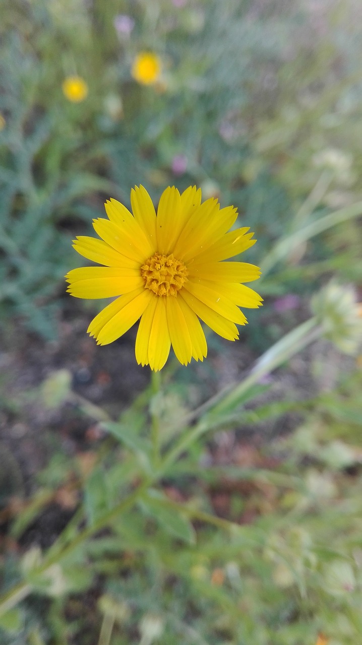 yellow daisy  flower  yellow flower free photo