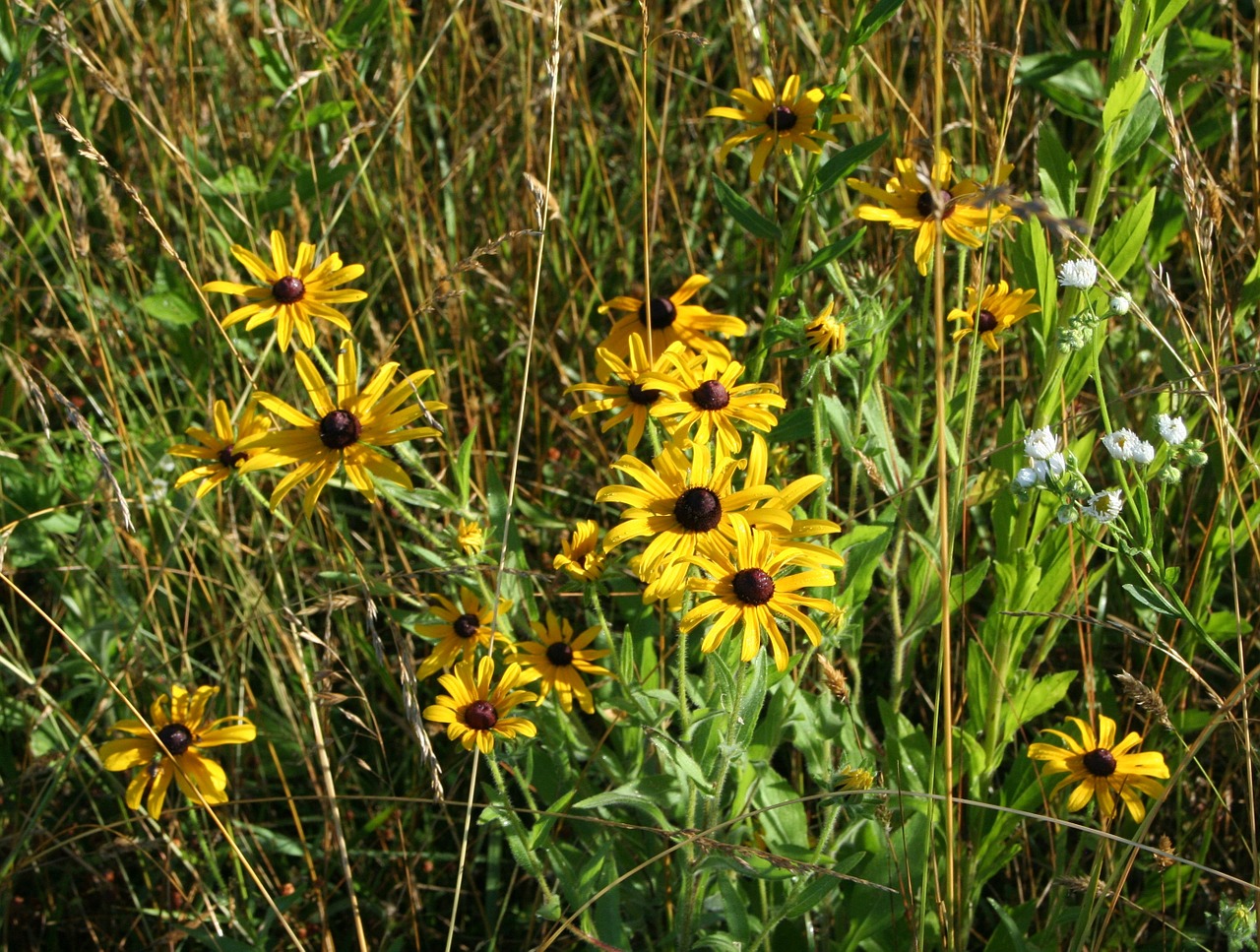 yellow daisy floral plants free photo