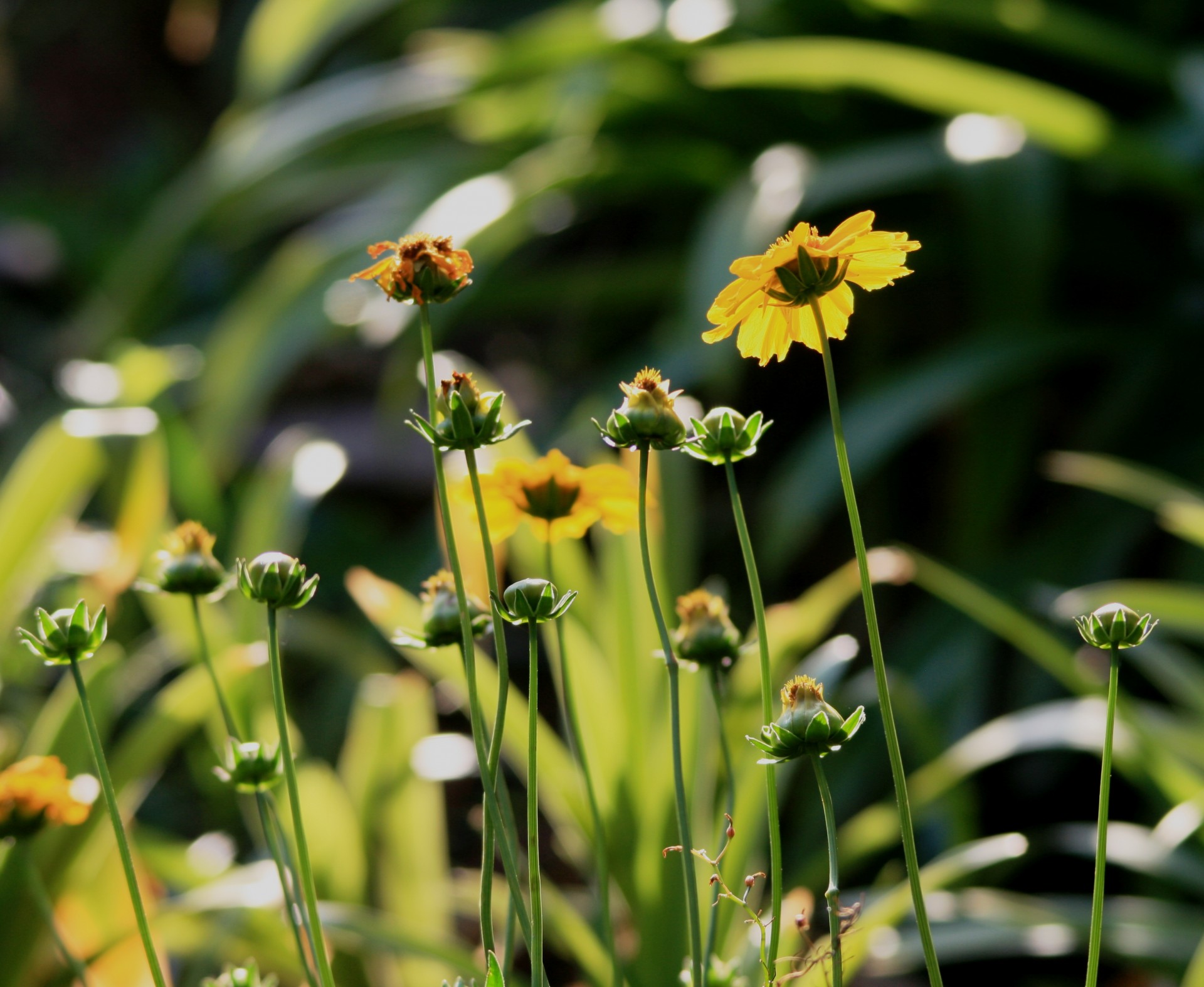 flowers buds daisies free photo