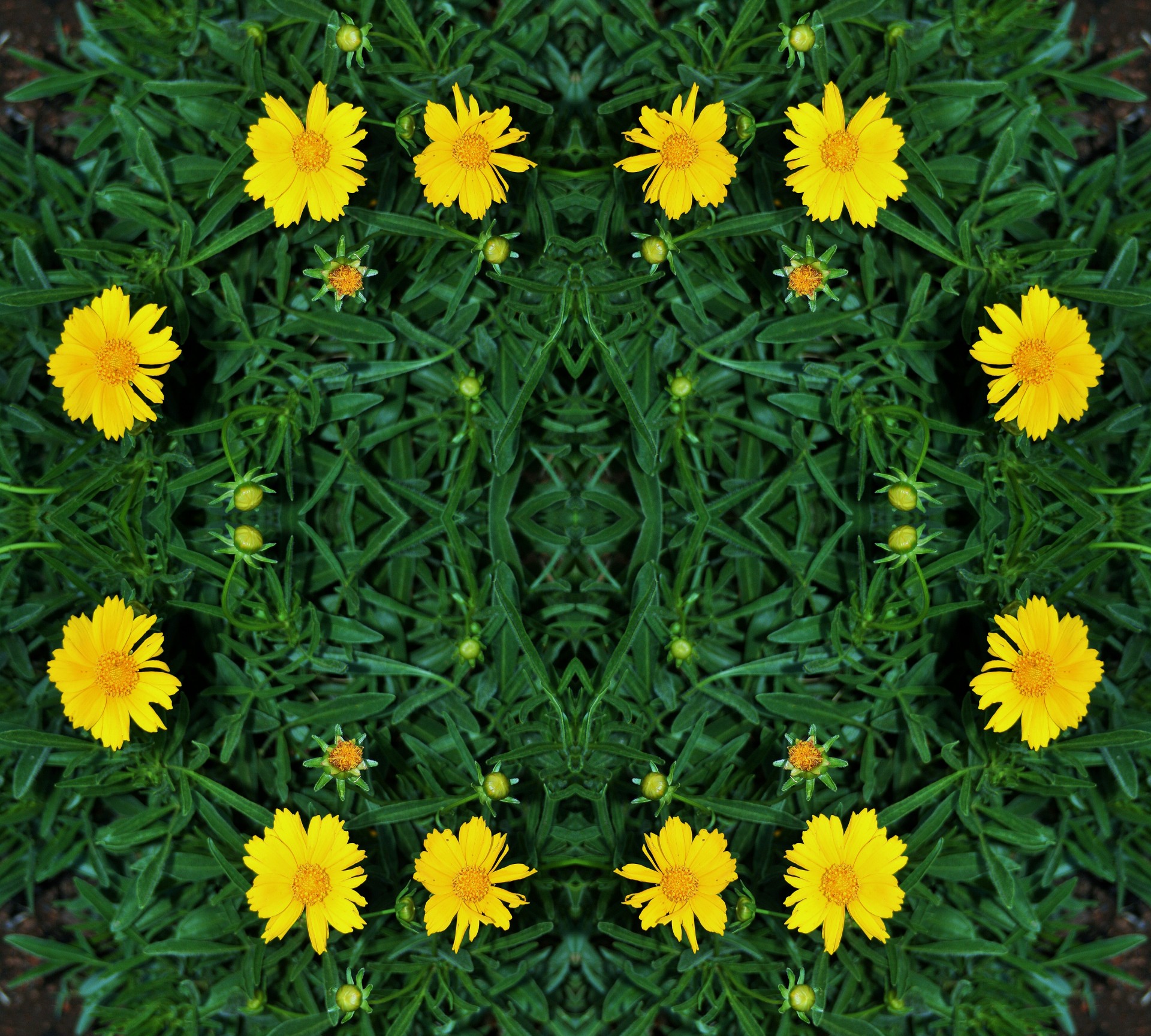 circle flowers daisies free photo