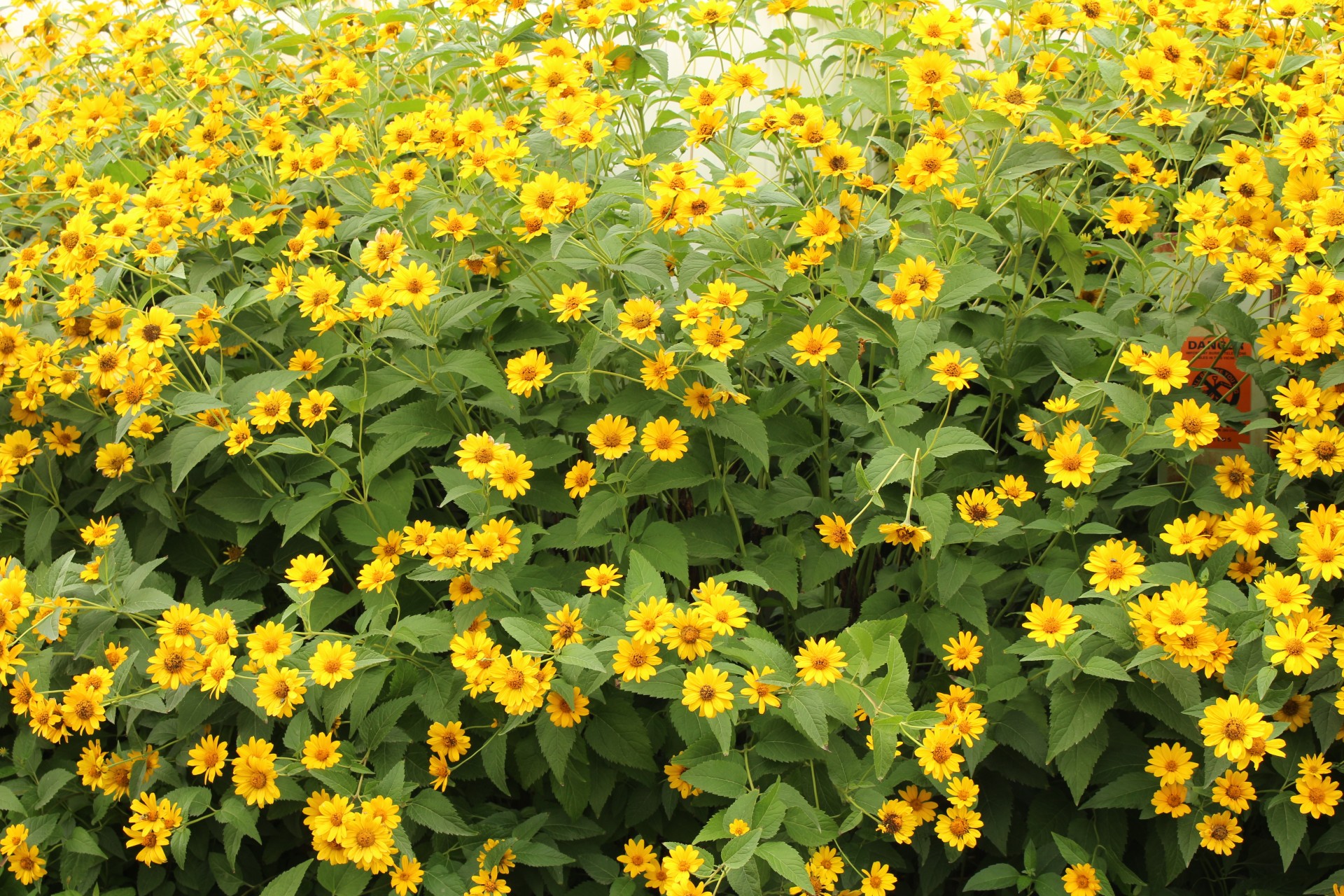 yellow daisy flower free photo