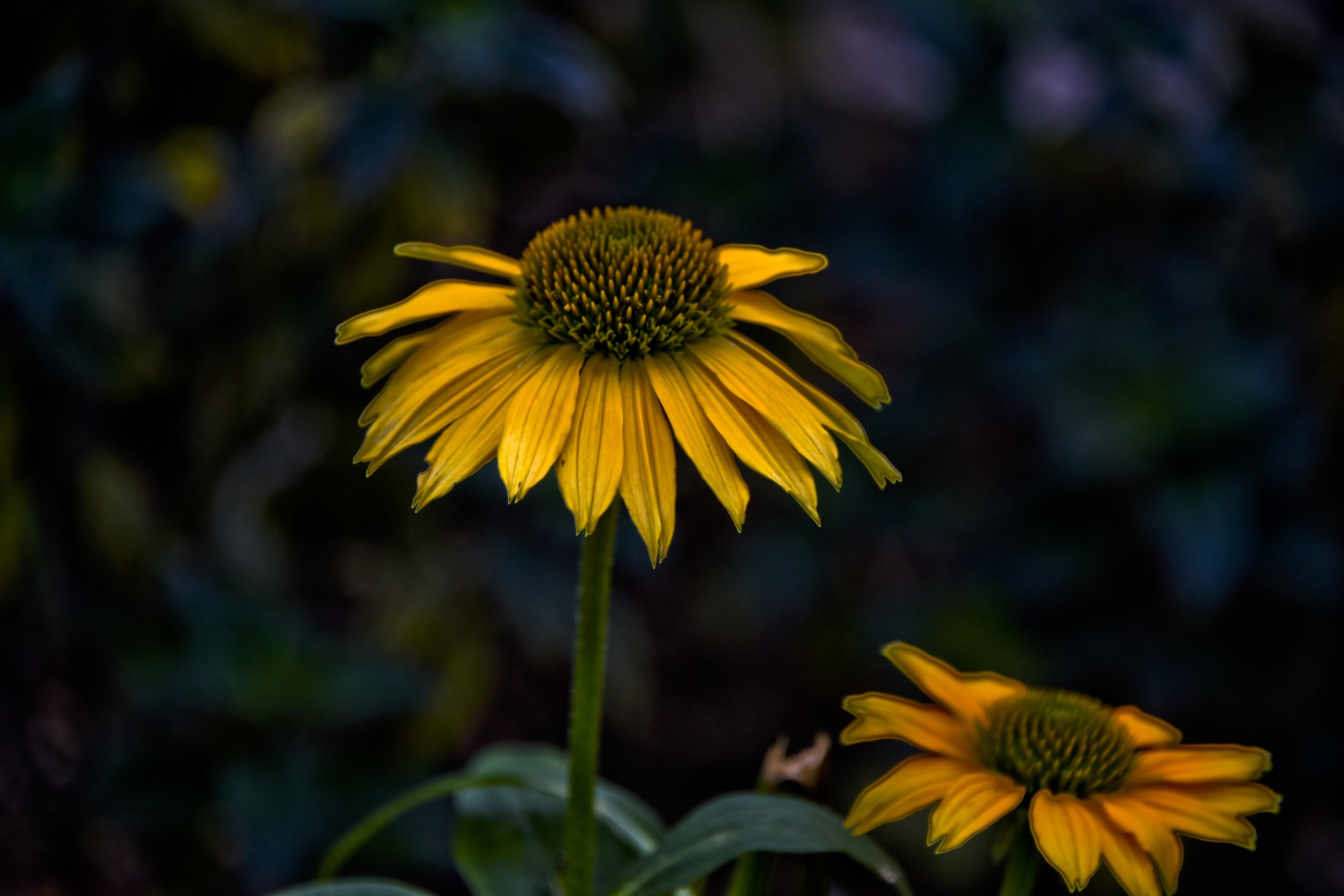 flower yellow daisy free photo