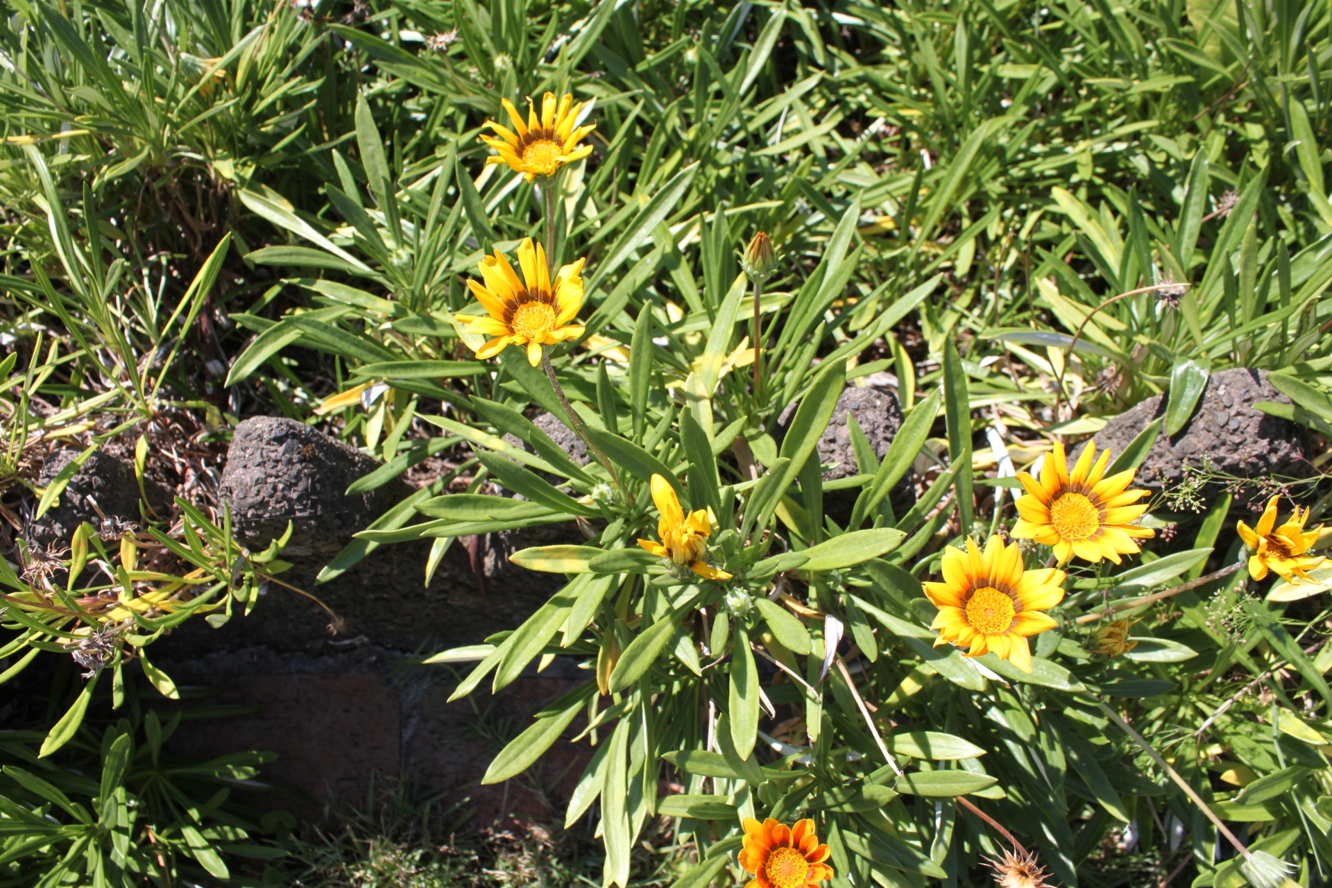 yellow daisy flower free photo