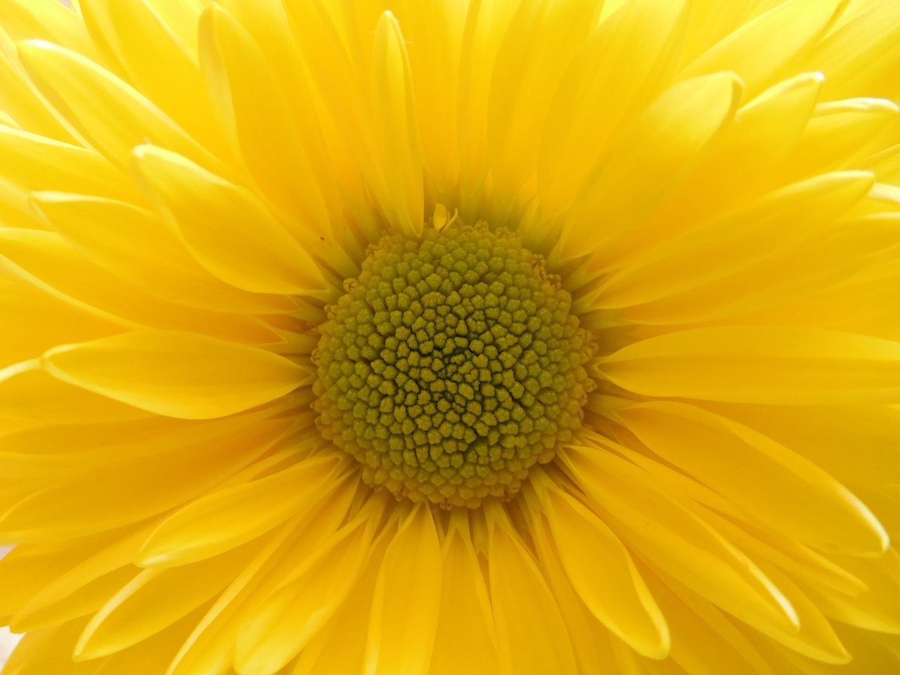 yellow daisy mum yellow flower flower free photo