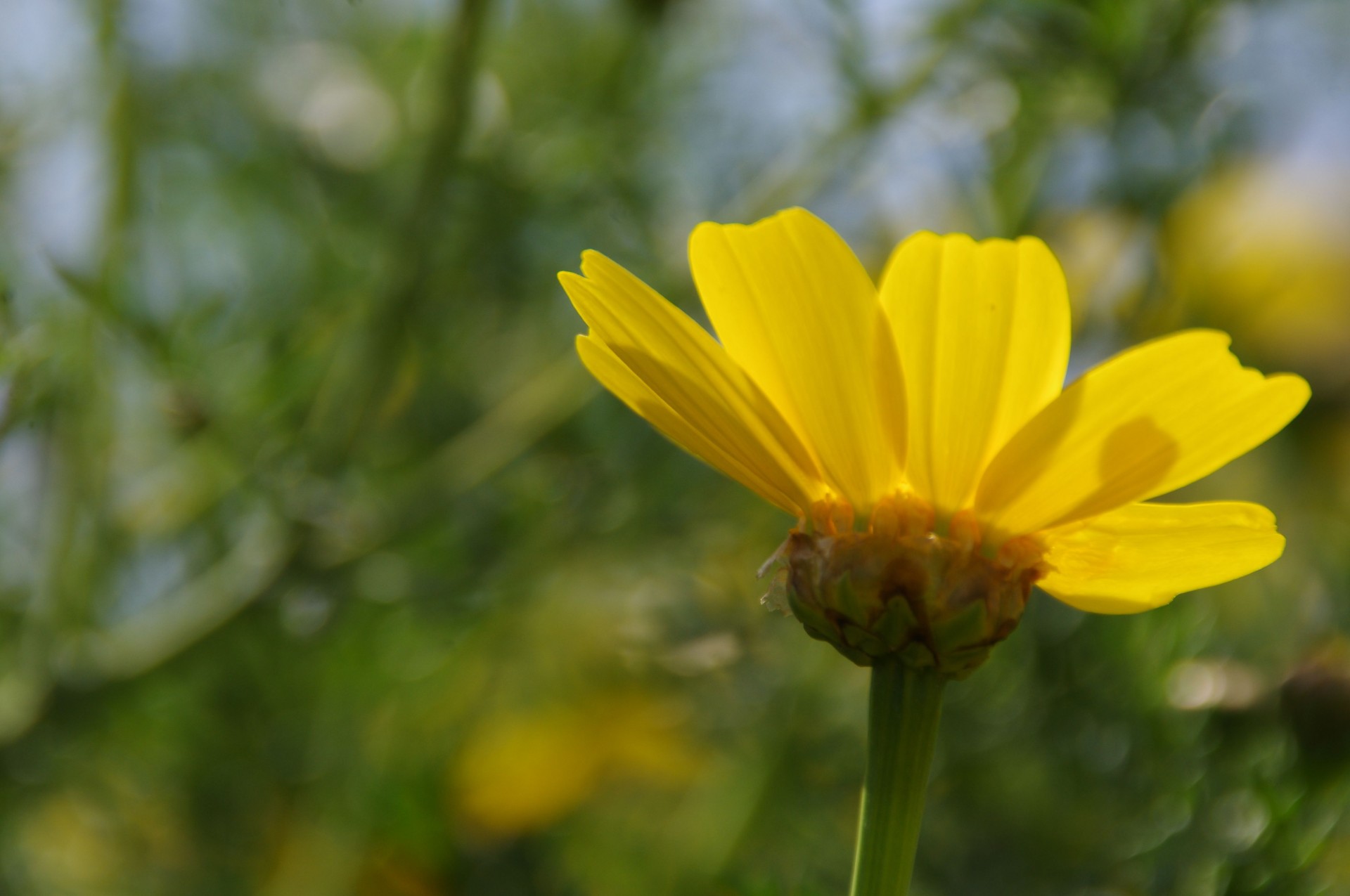 yellow daisy flower free photo