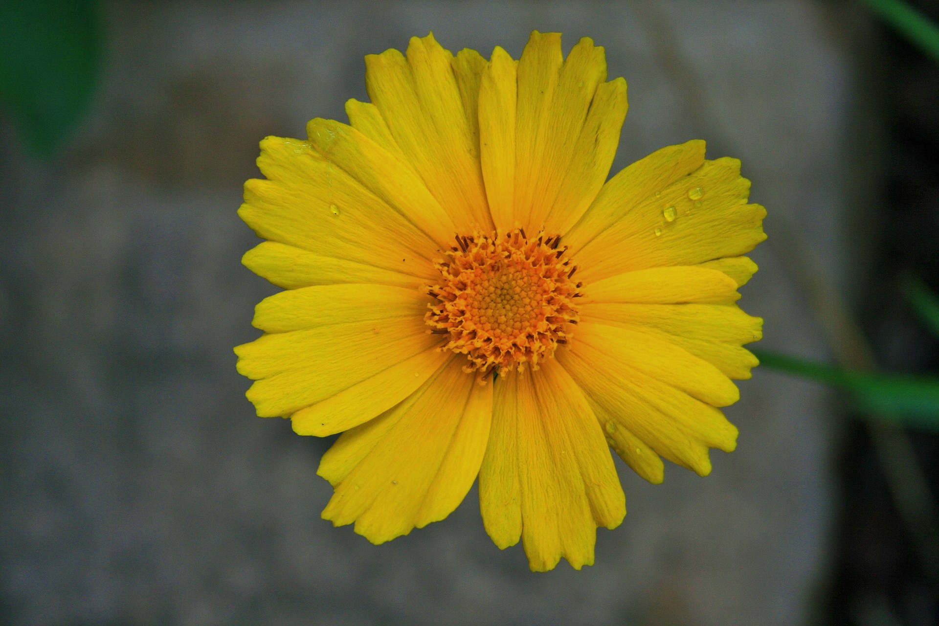 flower daisy yellow free photo