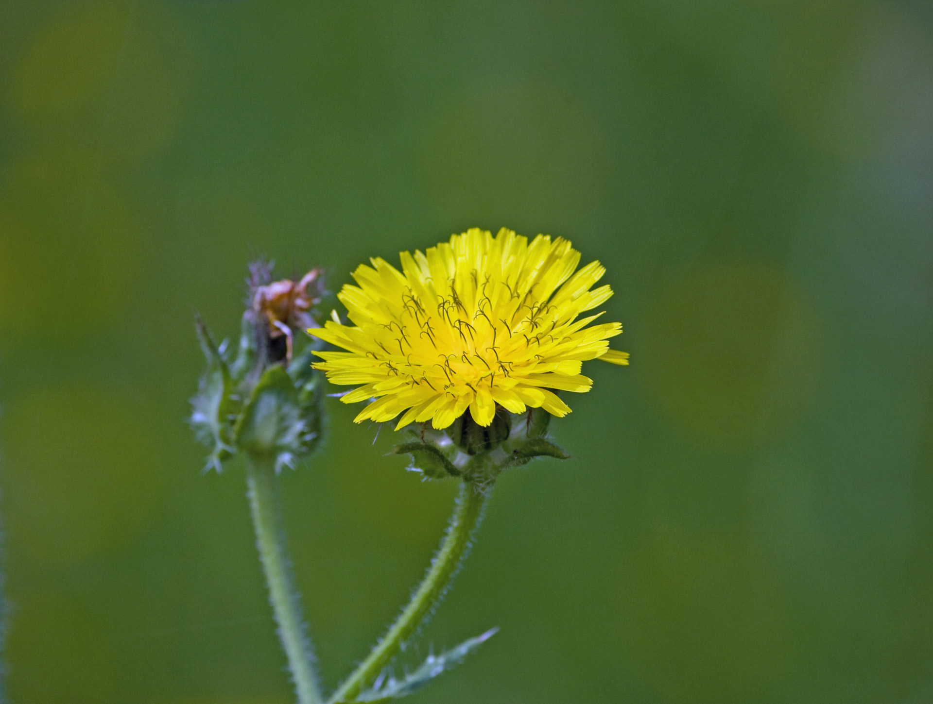 dandelion weed flower free photo