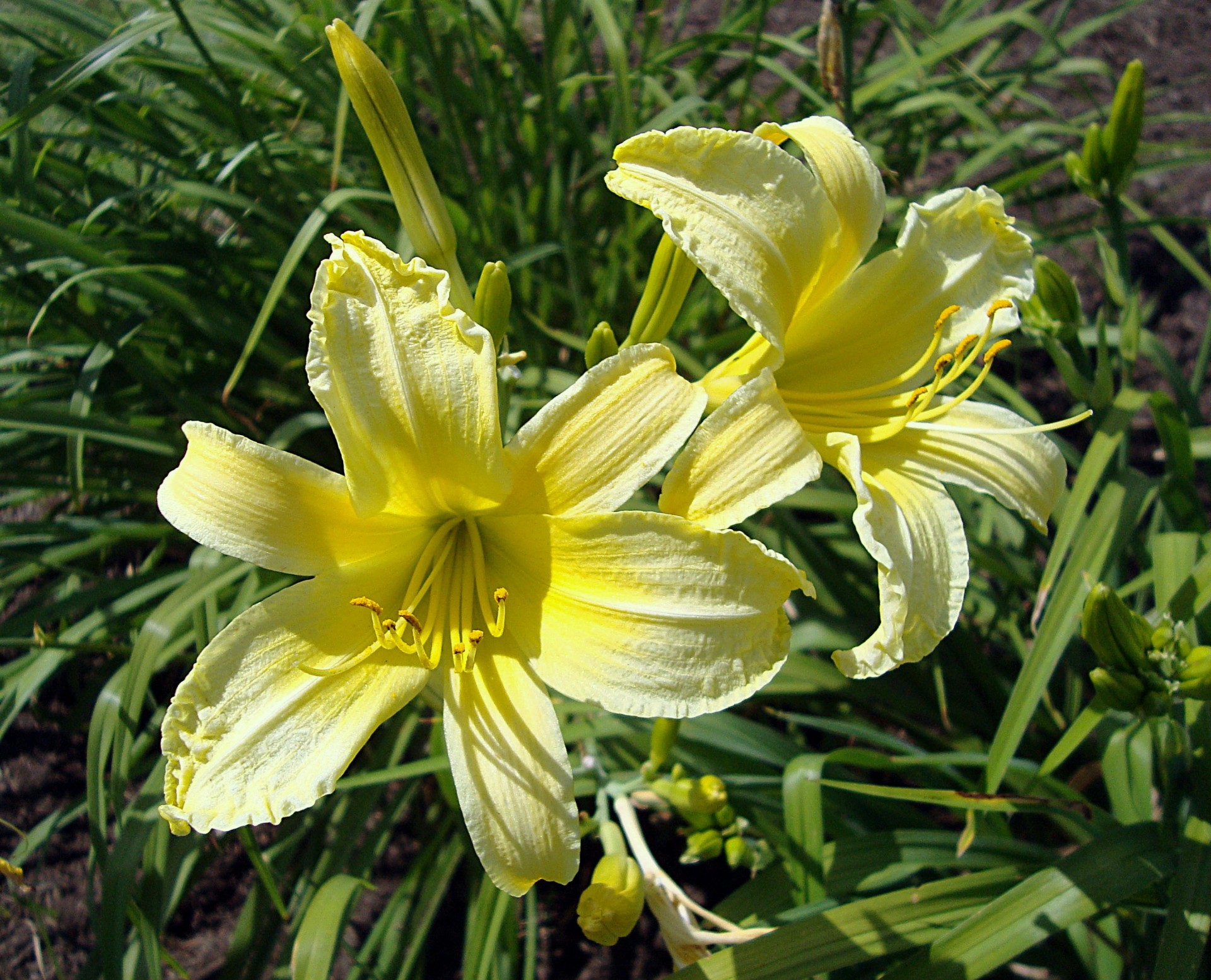 day lilies yellow sunshiny free photo