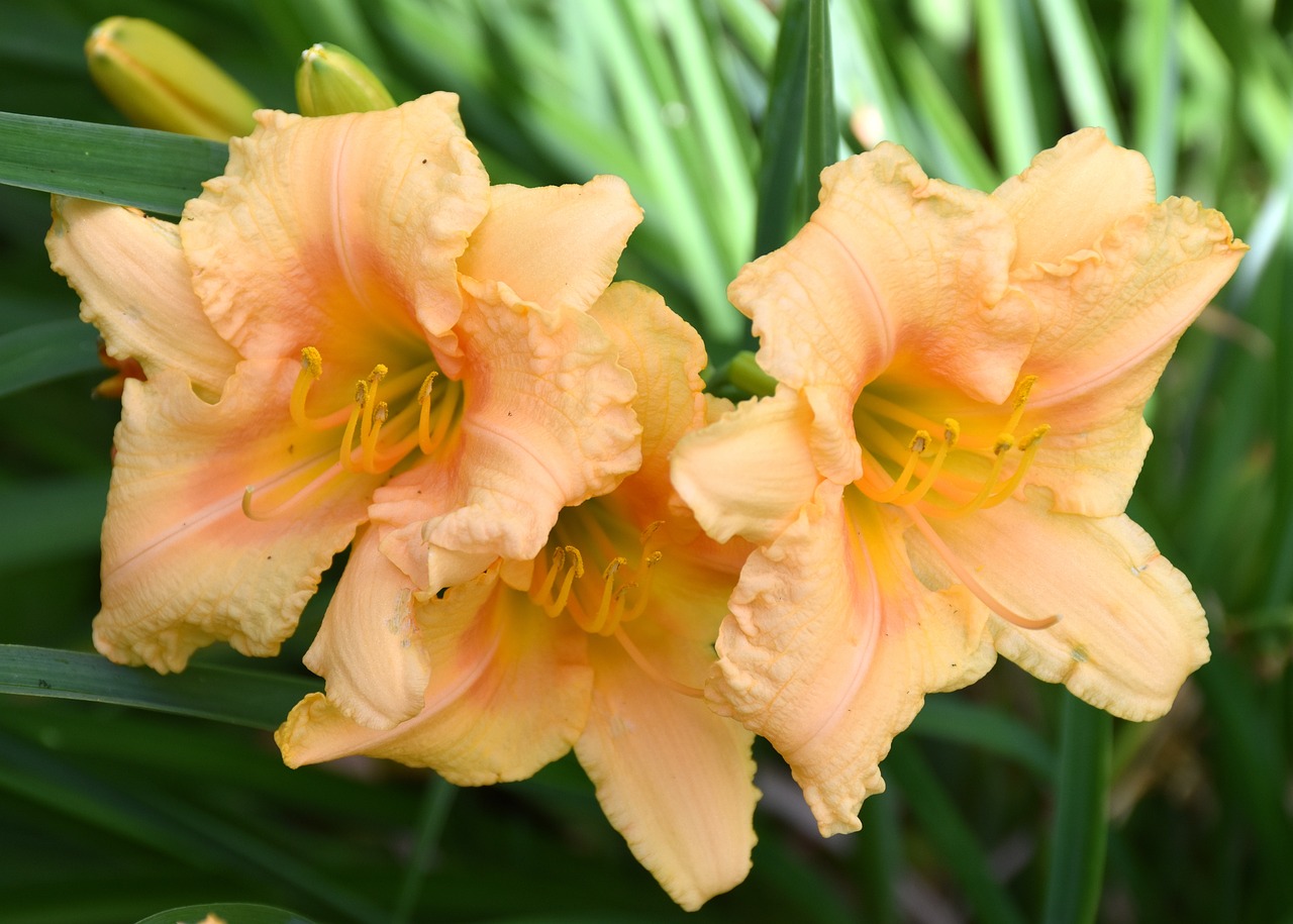 yellow day lillies flowers plant free photo