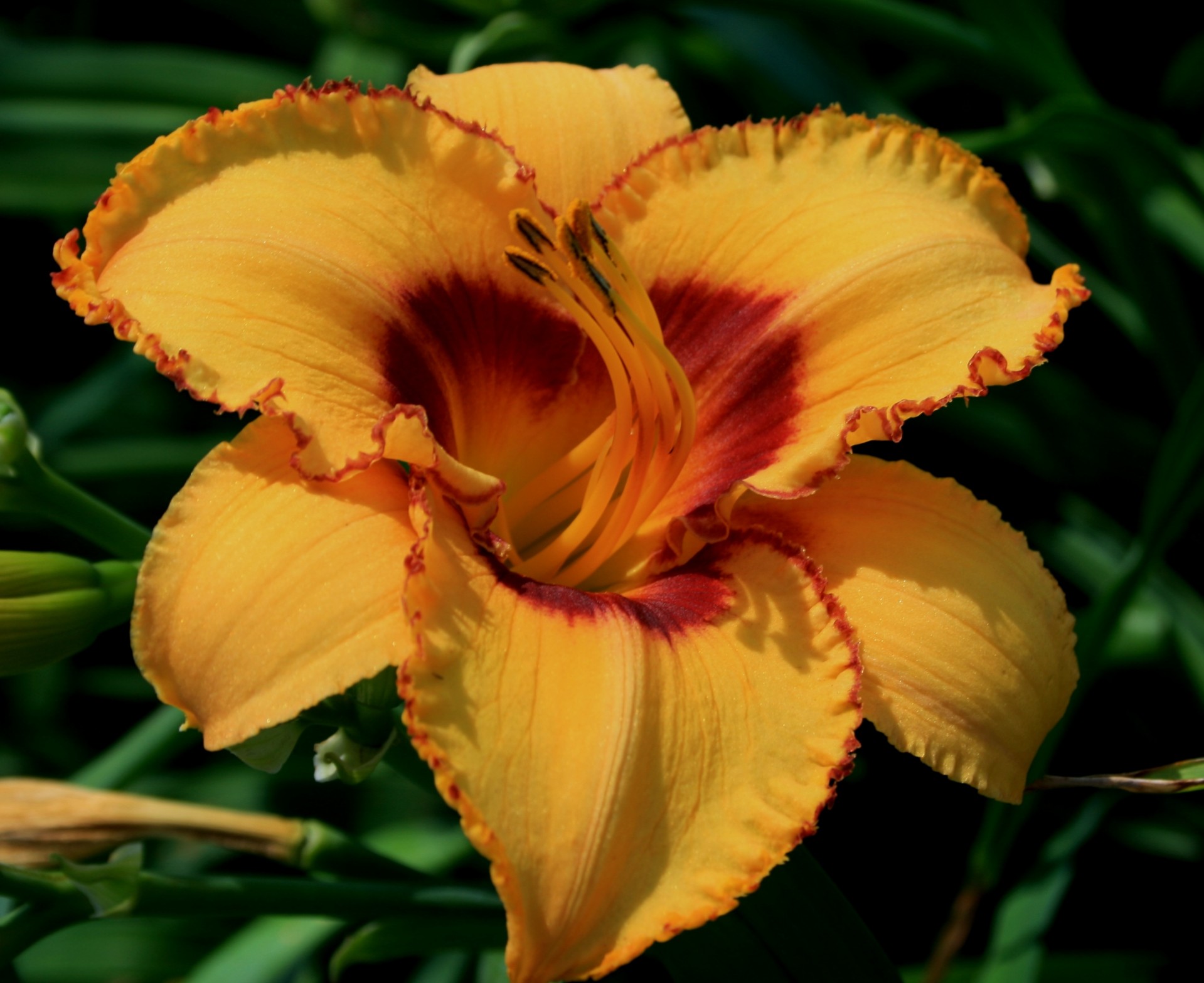 flower bloom lily free photo