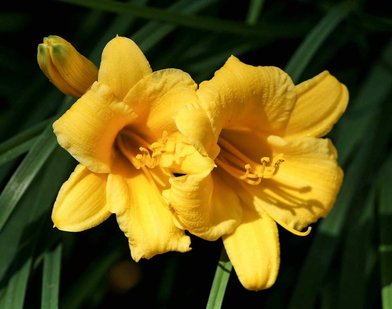 yellow daylilies floral plant free photo