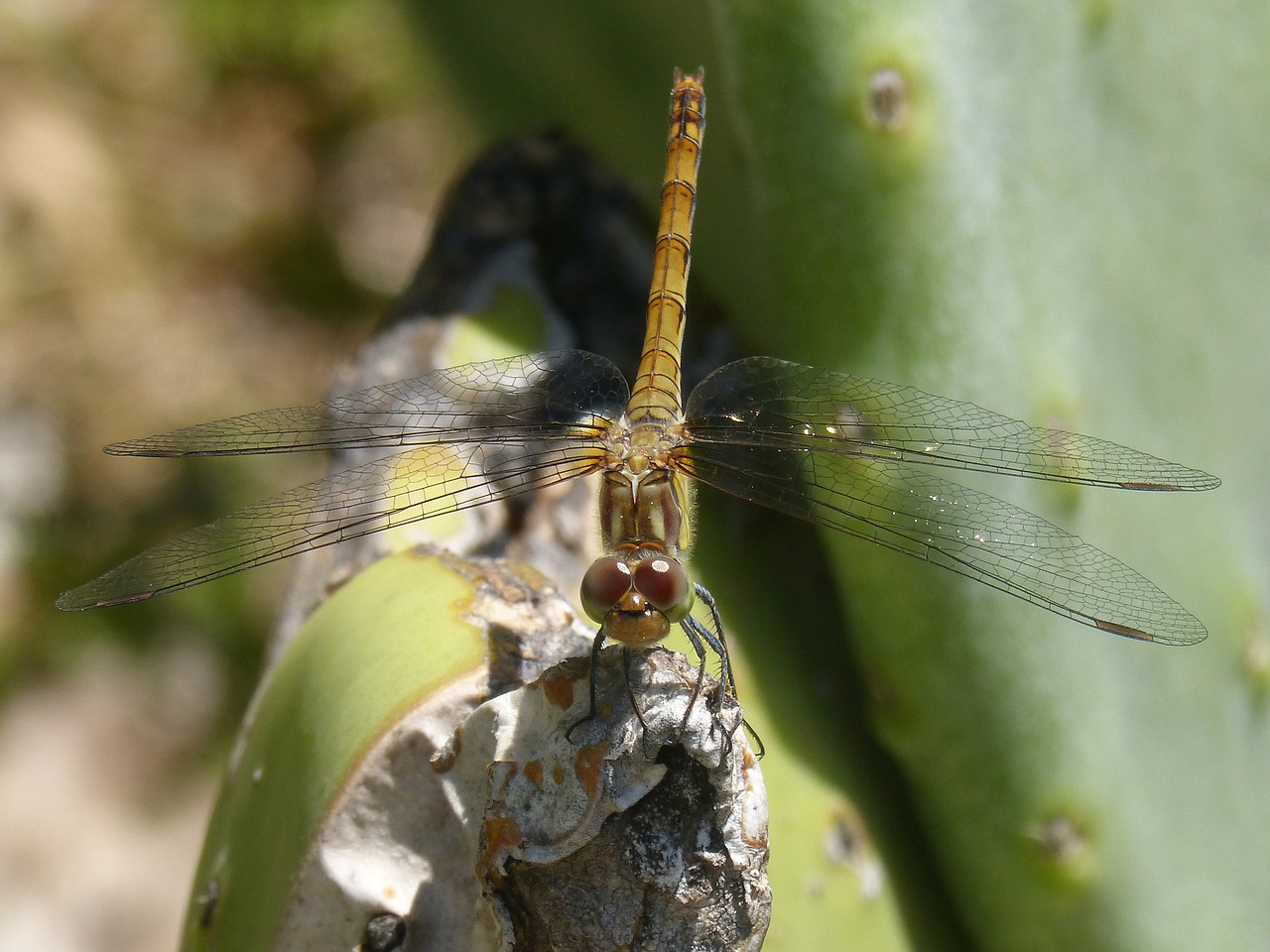 yellow dragonfly sympetrum striolatum cactus free photo